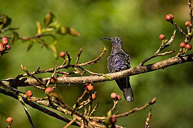 国产AVG《巴别十书:如何逃离二重迷宫》今日在Steam平台发售